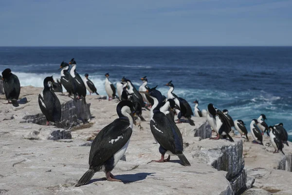 Imperial Shag Phalacrocorax Atriceps Albiventer Met Zeewier Voor Gebruik Als — Stockfoto