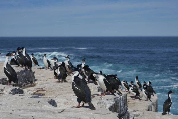 Shag Impérial Phalacrocorax Atriceps Albiventer Sur Les Falaises Île Sea — Photo