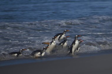 Gentoo Penguenleri (Pygoscelis papua) Falkland Adaları 'ndaki Deniz Aslanı Adası' nda beslendikten sonra kıyıya çıkarlar..