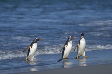 Gentoo Penguenleri (Pygoscelis papua) Falkland Adaları 'ndaki Deniz Aslanı Adası' nda beslendikten sonra kıyıya çıkarlar..