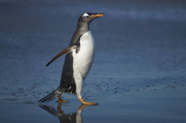 Gentoo Penguenleri (Pygoscelis papua) Falkland Adaları 'ndaki Deniz Aslanı Adası' nda beslendikten sonra kıyıya çıkarlar..