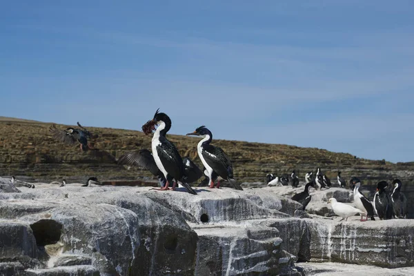 Imperial Shag Phalacrocorax Atriceps Albiventer Som Transporterar Alger För Att — Stockfoto