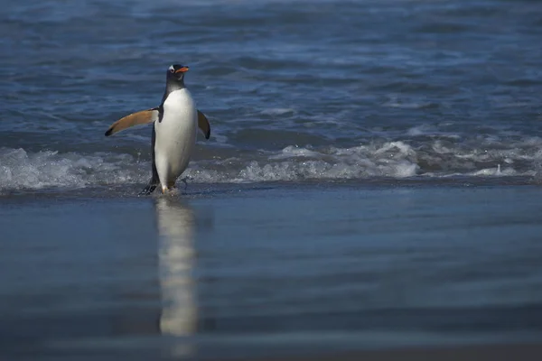 Pinguini Gentoo Pygoscelis Papua Che Sbarcano Dopo Essersi Nutriti Mare — Foto Stock