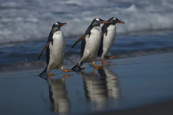 Gentoo Penguins Pygoscelis Papua Coming Ashore Feeding Sea Sea Lion — Stock Photo, Image