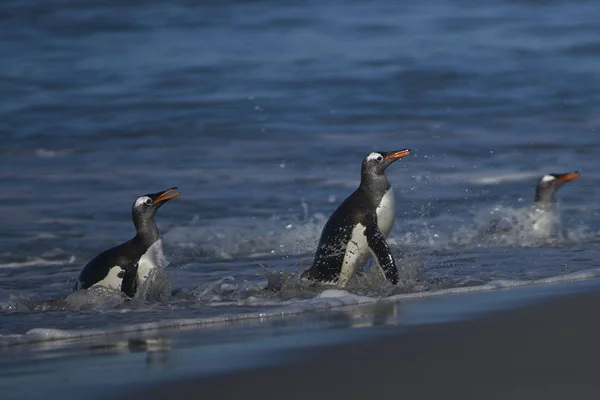 Gentoo Penguins Pygoscelis Papua Que Desembarcan Después Alimentarse Mar Isla — Foto de Stock