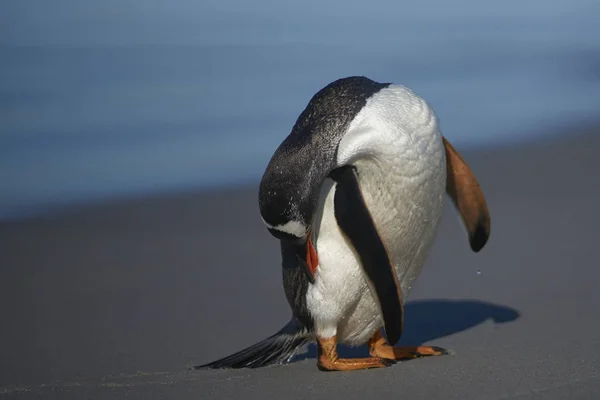 Gentoo Penguin Pygoscelis Papua Depois Desembarcar Ilha Leão Marinho Nas — Fotografia de Stock