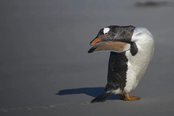 Gentoo Penguin Pygoscelis Papua Preening Przybyciu Lwa Morskiego Wyspie Falklandów — Zdjęcie stockowe