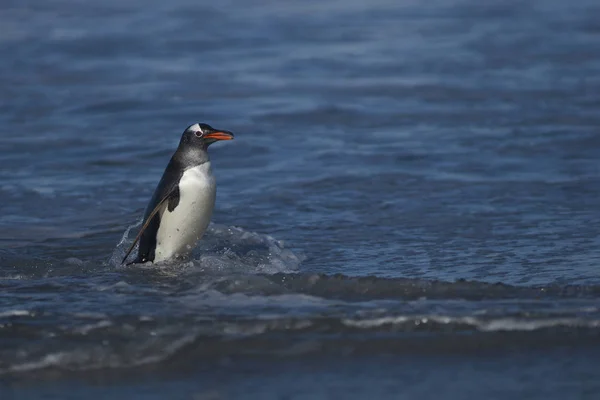 Pingwiny Gentoo Pygoscelis Papua Schodzą Ląd Karmieniu Morzu Wyspie Lwa — Zdjęcie stockowe