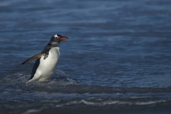 Gentoo Pinguine Pygoscelis Papua Kommen Nach Ihrer Fütterung Auf Der — Stockfoto