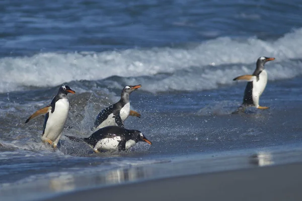 Gentoo Penguins Pygoscelis Papua Que Desembarcan Después Alimentarse Mar Isla — Foto de Stock