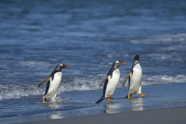 Gentoo Penguins Pygoscelis Papua Coming Ashore Feeding Sea Sea Lion — Stock Photo, Image