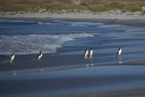 Gentoo Penguins Pygoscelis Papua Chegando Costa Depois Alimentar Mar Ilha — Fotografia de Stock