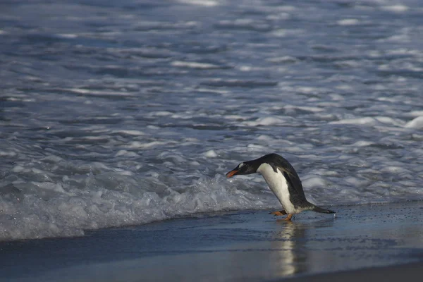 Gentoo Penguin Pygoscelis Papua Going Sea Feed Coast Sea Lion — 스톡 사진