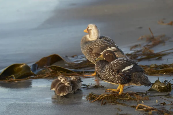 福克兰群岛海狮岛沙滩上的福克兰群岛海鸥鸭 Tachyeres Brachypterus 和小鸡 — 图库照片