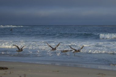 Güney Devi Petrels (Makronectes Giganteus) grubu Falkland Adaları 'ndaki Sea Lion Adası' nda bir plajdan kalkıyor..  