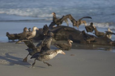 Kuzey Devi Petrel (Makronectes halli) Falkland Adaları 'ndaki Sea Lion Adası sahilinden havalanıyor..