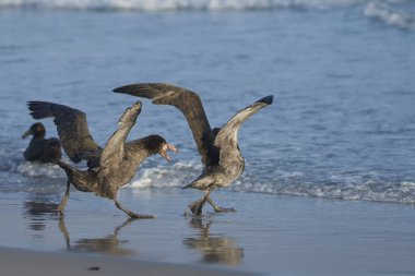 Kuzey Devi Petrel (Makronectes halli) Falkland Adaları 'ndaki Sea Lion Adası sahilinden başka bir kuşu kovalıyordu..