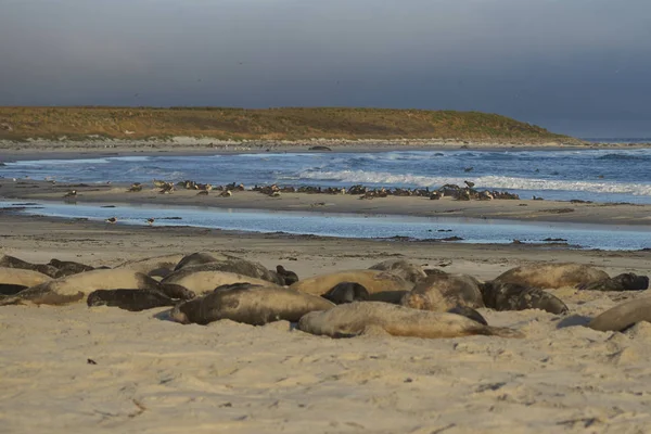 Ομάδα Αναπαραγωγής Της Φώκιας Southern Elephant Seal Mirounga Leonina Νεογέννητα — Φωτογραφία Αρχείου