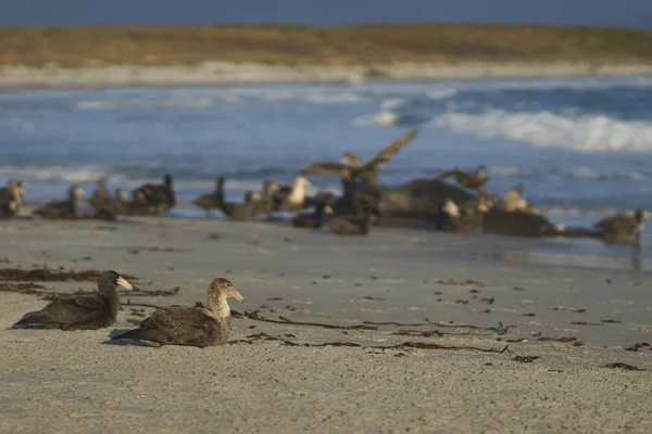 Southern Giant Petrels Macronectes Giganteus Sitting Beach Sea Lion Island — Stock Photo, Image