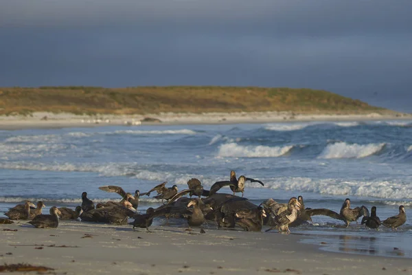 Μικτή Ομάδα Southern Giant Petrel Macronectes Giganteus Και Northern Giant — Φωτογραφία Αρχείου