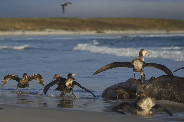 Grupo Misto Petrel Gigante Sul Macronectes Giganteus Petrel Gigante Norte — Fotografia de Stock