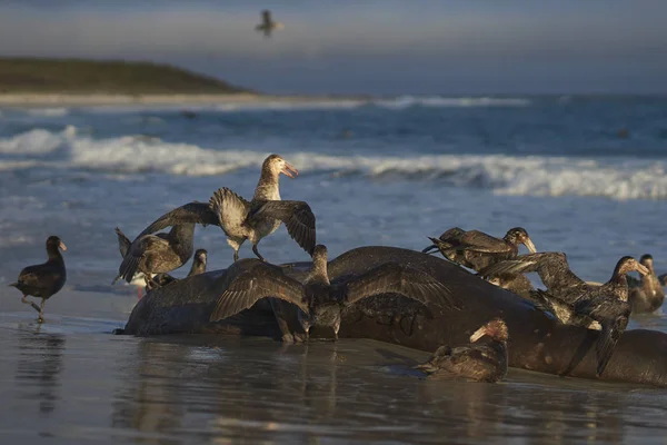 Grupo Misto Petrel Gigante Sul Macronectes Giganteus Petrel Gigante Norte — Fotografia de Stock