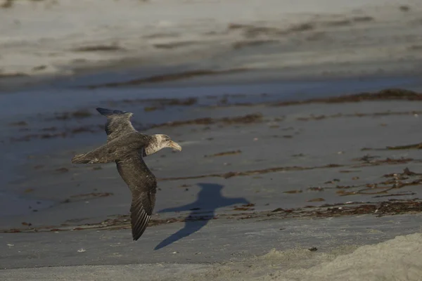 フォークランド諸島のアシカ島の砂の上を飛んでいるサザンジャイアントペトレル Macronectes Giganteus — ストック写真