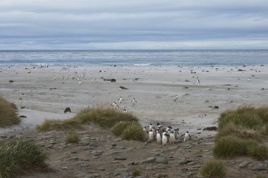 Gentoo Penguenleri (Pygoscelis papua) Falkland Adaları 'ndaki Deniz Aslanı Adası' ndaki koloniye geri dönerler..