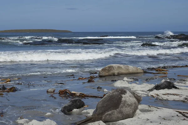 Breeding Group Southern Elephant Seal Mirounga Leonina Recently Born Pups — Stock Photo, Image