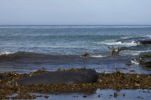 Elefante Macho Del Sur Mirounga Leonina Acostado Una Playa Algas —  Fotos de Stock