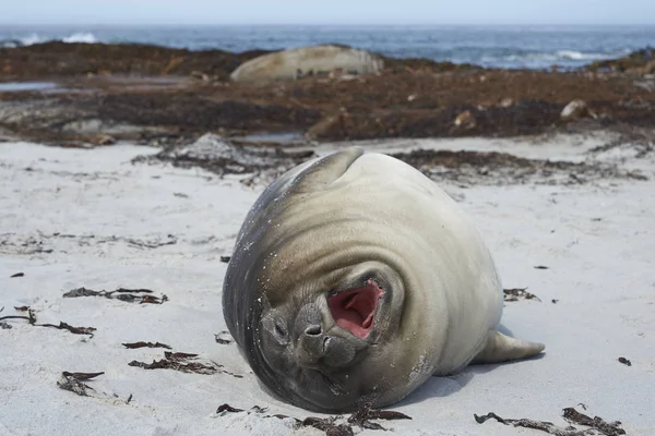 Cachorro Foca Elefante Del Sur Recién Destetado Mirounga Leonina Costa — Foto de Stock