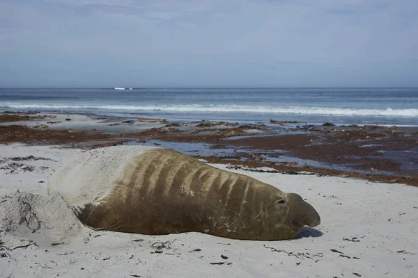 Male Southern Elephant Seal Mirounga Leonina Pobřeží Ostrova Sea Lion — Stock fotografie