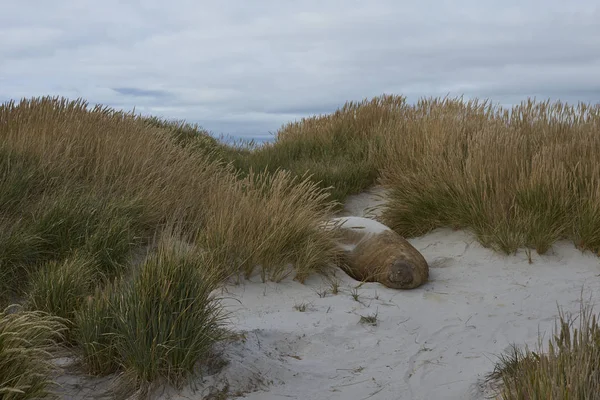 Male Southern Elephant Seal Mirounga Leonina Coast Sea Lion Island — Stock Photo, Image