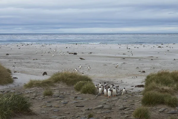 Gentoo Penguins Pygoscelis Papua Regresando Colonia Isla Sea Lion Las —  Fotos de Stock