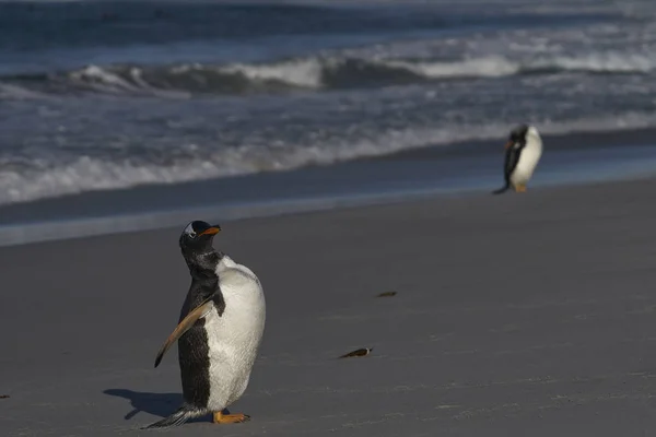 Gentoo Pingvinek Pygoscelis Papua Partra Szállnak Miután Falkland Szigeteki Oroszlánfóka — Stock Fotó