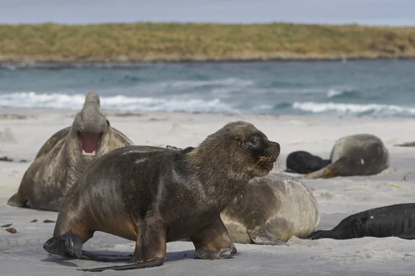 Manliga Sydsjölejon Otaria Flavescens Avelsgrupp Södra Elefantsäl Mirounga Leonina Sea — Stockfoto