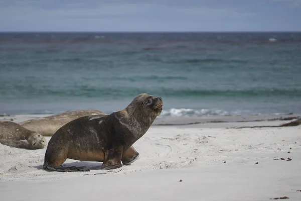 León Marino Macho Del Sur Otaria Flavescens Entre Grupo Elefantes — Foto de Stock