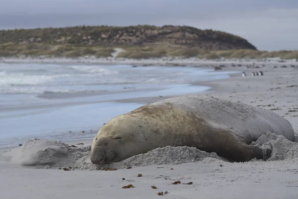 Large Male Southern Elephant Seal Mirounga Leonina Breeding Season Sea — Stock Photo, Image