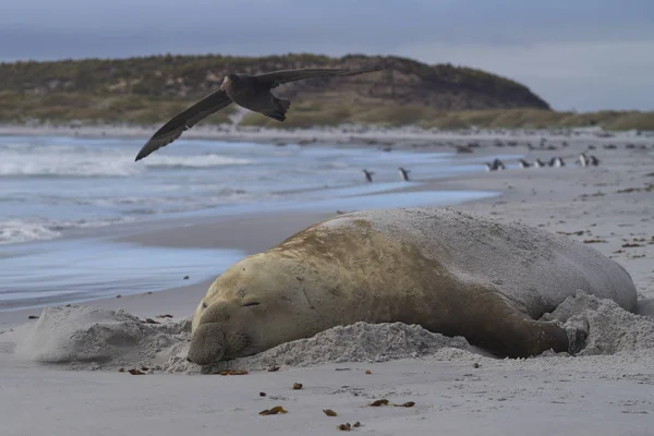 Large Male Southern Elephant Seal Mirounga Leonina Breeding Season Sea — Stock Photo, Image