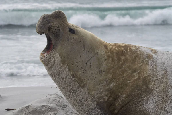 Gran Elefante Macho Foca Austral Mirounga Leonina Durante Temporada Cría — Foto de Stock