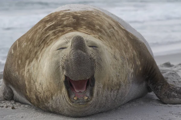 Μεγάλη Αρσενική Φώκια Southern Elephant Seal Mirounga Leonina Κατά Την — Φωτογραφία Αρχείου