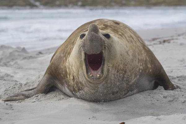 Grote Mannelijke Zuidelijke Olifant Zeehond Mirounga Leonina Tijdens Het Broedseizoen — Stockfoto