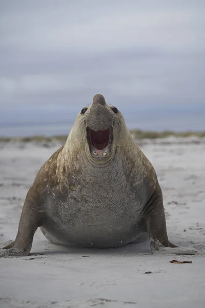 Grande Foca Elefante Sul Macho Mirounga Leonina Durante Época Reprodução — Fotografia de Stock