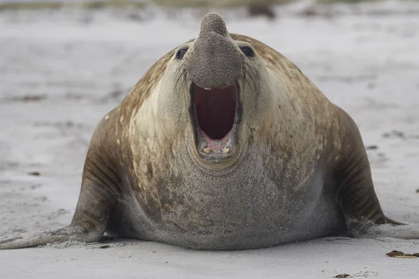 福克兰群岛海狮岛繁殖季节大型雄性南象海豹 Mirounga Leonina — 图库照片