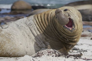Falkland Adaları 'ndaki Sea Lion Island' da üreme mevsiminde büyük erkek Güney Fil Foku (Mirounga leonina)..