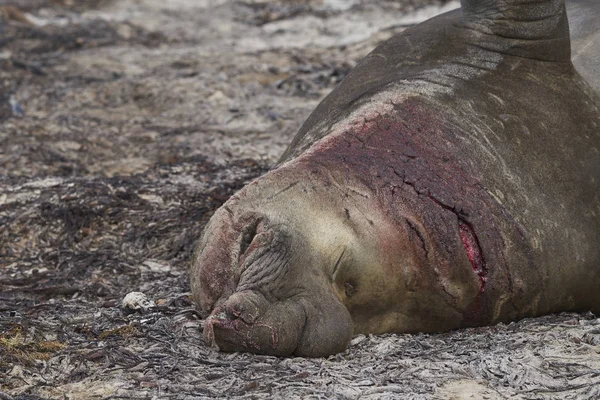 Bitwa Pod Bliznami Samiec Southern Elephant Seal Mirounga Leonina Leżący — Zdjęcie stockowe