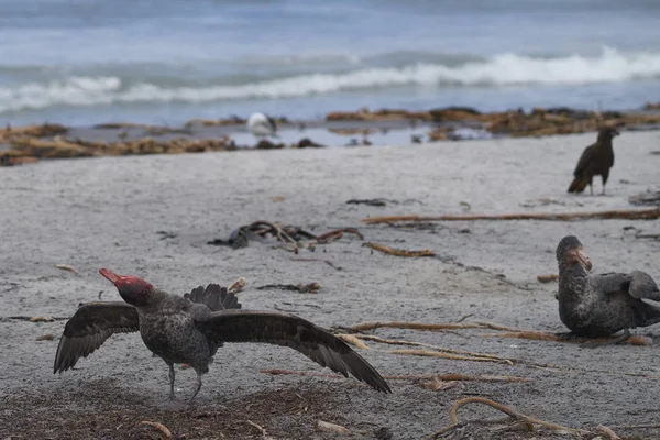 Petrel Gigante Sul Macronectes Giganteus Sacudindo Sua Cabeça Encharcada Sangue — Fotografia de Stock