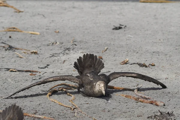 Petrel Gigante Del Sur Macronectes Giganteus Una Playa Isla Sea — Foto de Stock