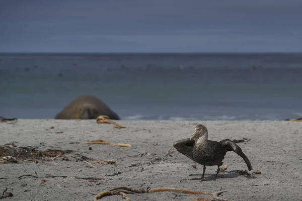 Southern Giant Petrel Macronectes Giganteus Beach Sea Lion Island Falkland — ストック写真