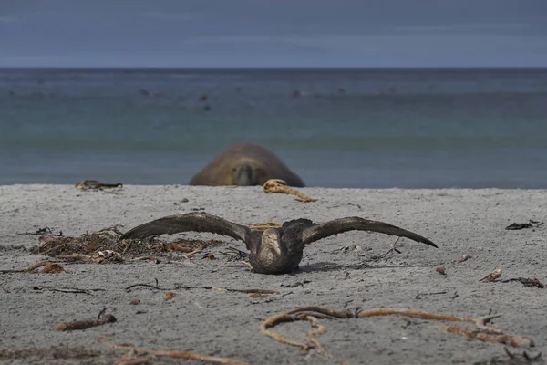 Petrel Gigante Sul Macronectes Giganteus Uma Praia Ilha Leão Marinho — Fotografia de Stock